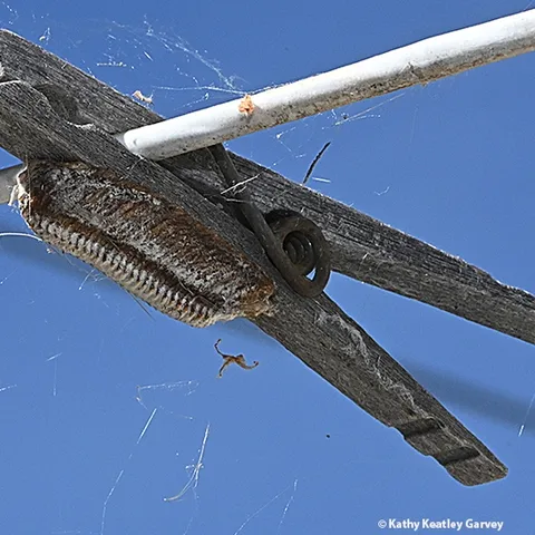 An eggcase or ootheca warming on a clothespin in Vacaville, Calif. This is from a Stagmomantis limbata. (Photo by Kathy Keatley Garvey)