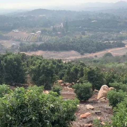 Las nuevas herramientas para los productores de aguacates tomarán en cuenta la inclinación del terreno accidentado de sus huertos. Fotografía por Ali Montazar.