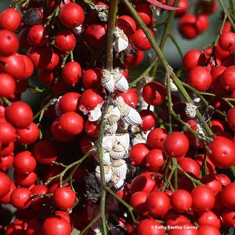 An infestation of cottony cushion scale on Nandina (Nandina domestica). (Photo by Kathy Keatley Garvey)