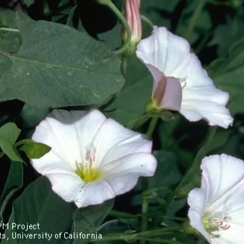 Field bindweed flowers. The Fischer scholarship is offered to students pursuing degrees in vegetation management or weed science.