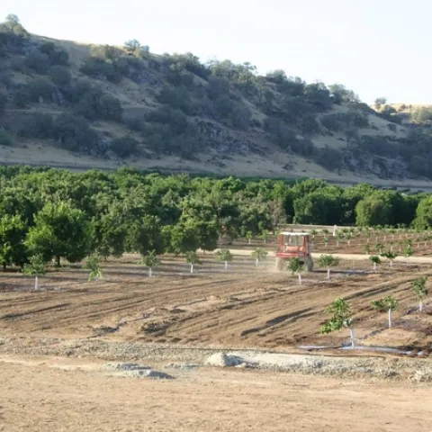 A tractor in a young planting of citrus trees.