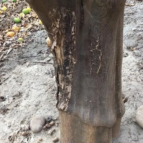 fire citrus trunk burn