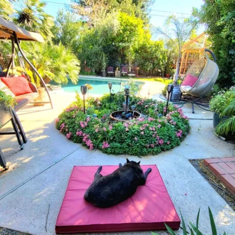 Suzy Q Enjoying the Garden - A. Alvarado