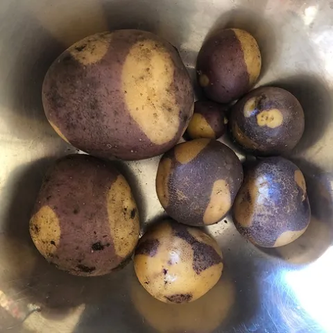 Harlequin potatoes