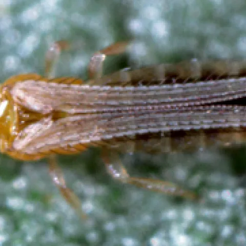 Western flower thrips-Photo Jack Kelly Clark
