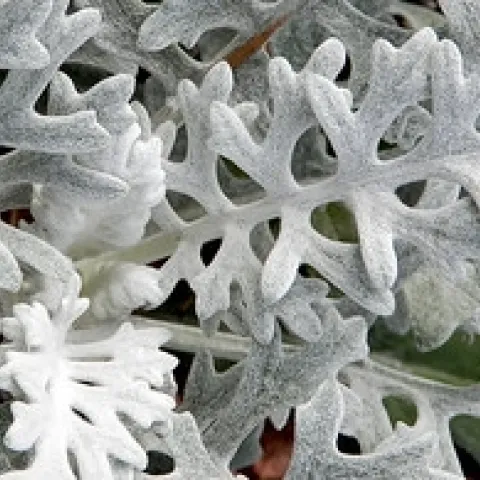 "Dusty Miller, Aiken Sleep Inn" by Martin LaBar is marked with CC BY-NC 2.0.