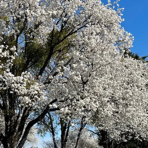 Mistletoe tethered to a tall tree. photo credit Launa Herrmann