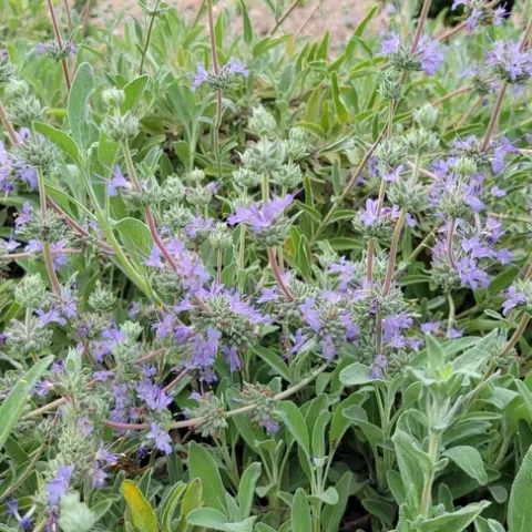 Creeping Sage 'Bee's Bliss' flowering, Jeanette Alosi