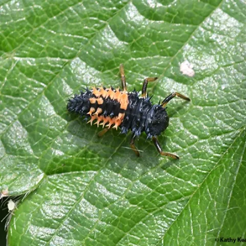 Dorsal view of the larva of a lady beetle, aka ladybug, on a strawberry plant in Vacaville, Calif. (Photo by Kathy Keatley Garvey)