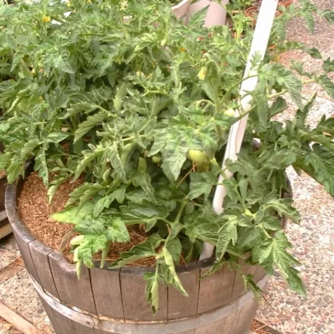 Tomato in wine barrel. (ucanr.edu)