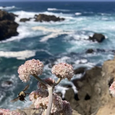 A yellow-faced bumble bee, Bombus vosnesenskii, foraging on buckwheat along California coast. (Photo courtesy of Tobin Hammer)