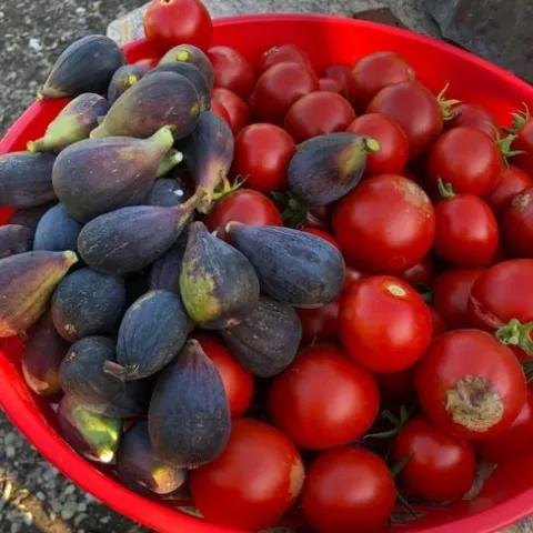 Photo by Patty Smith