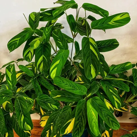 Photo by Deborah Light-Pacheco