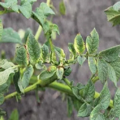 Photo 1. Necrosis and yellowing of young leaves (Photo courtesy of Andy Robinson, NDSU)