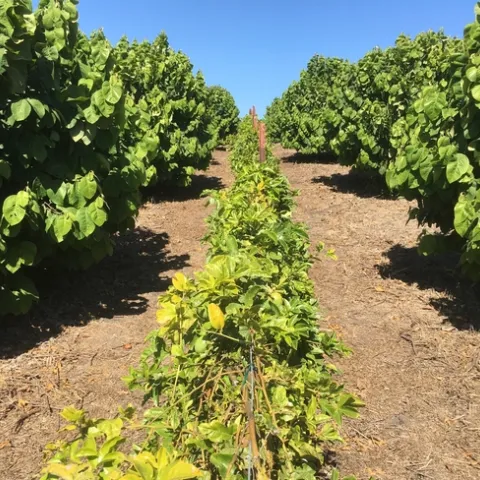 passionfruit interplanted with chermioya