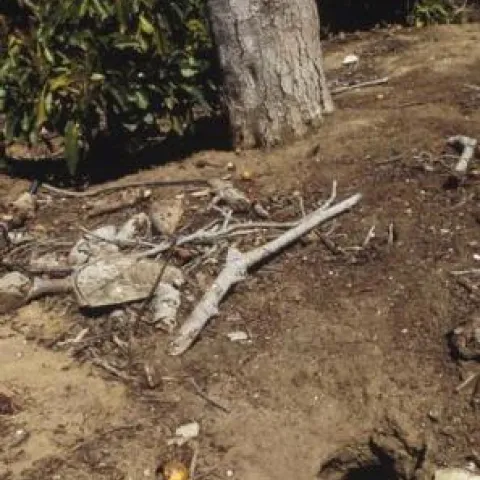 ground squirrel hole