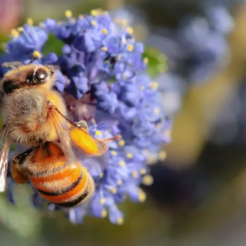 Ceanothus Concha(Pixabay)