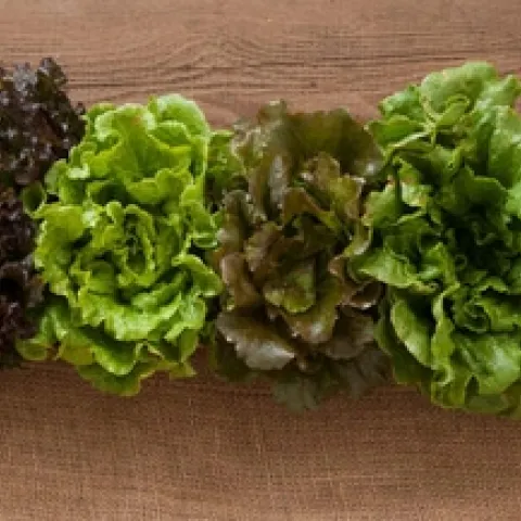 Summer crisp (Batavia) (johnnyseeds.com)