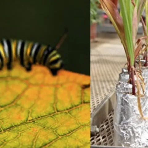 Some illustrations from Jared Ali's seminar.