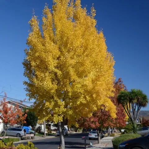 Ginkgo tree in Autumn. All photos by Patricia Matteson