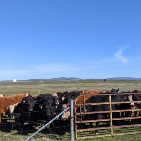 Herd of black and brown cows stands beside pasture gate.