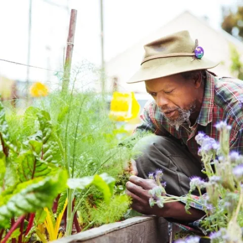 Gardener leans over to insect a vegetable plant.
