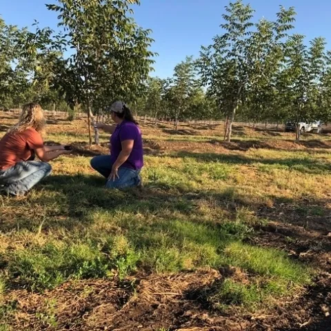expertos de UC ANR observando un campo de cultivo