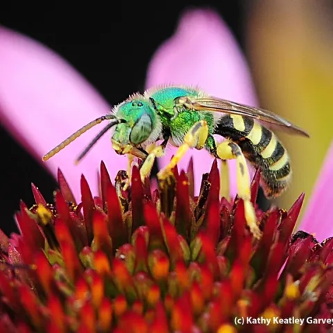 Bee with a metallic green head and thorax, and a yellow and black striped body on a purple coneflower.