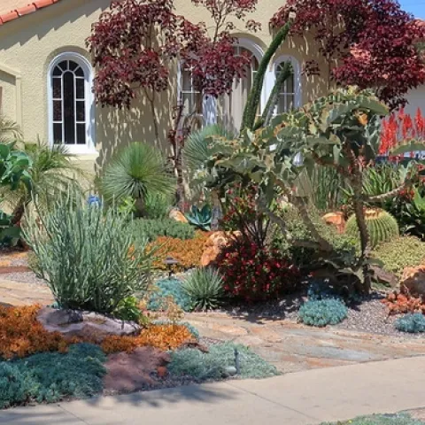 Euphorbia in the landscape (Flickr, cultivar413)