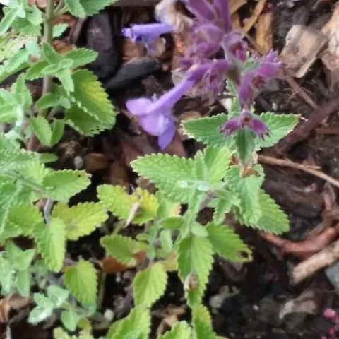 Photo by Polly Nelson