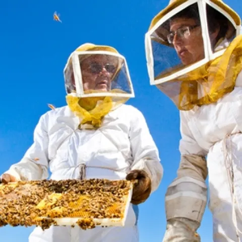 Two beekeepers in protective clothing work with a bee hive.