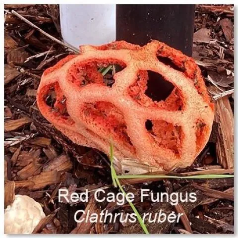RedCageFungus