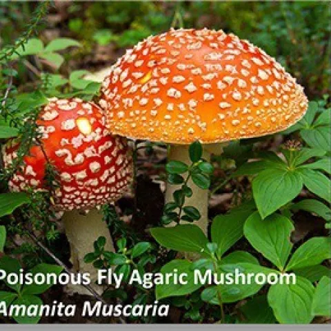 SecretLifeMushroom-01