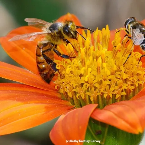 Syrphid fly and bee, Kathy Keatley Garvey, UC Davis