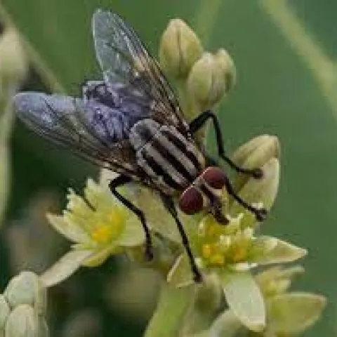 house fly avocado flower