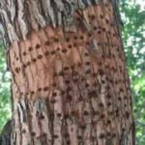 Pecking damage by woodpeckers.[Credit: James Jay Farrar]