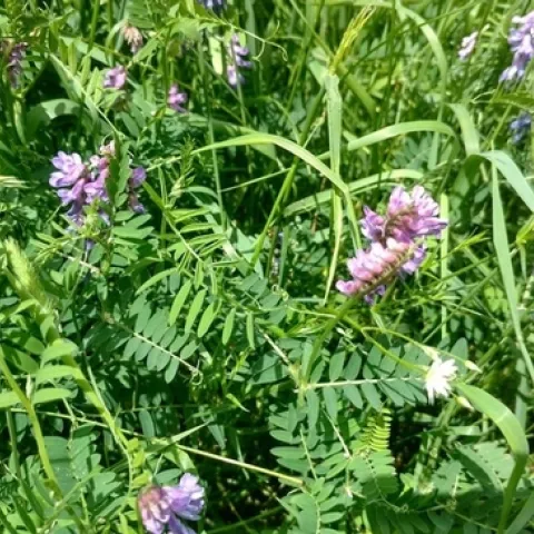 Vetch is sometimes grown with small grains, for example rye.
