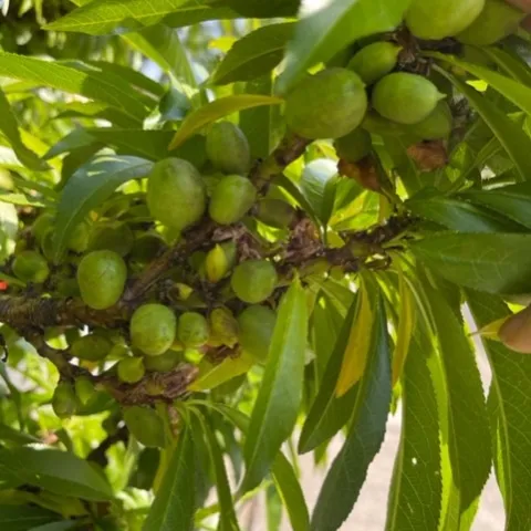 Lots of nectarines. photos by Cindy Yee