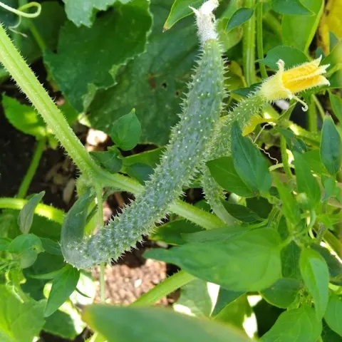 Cucumber