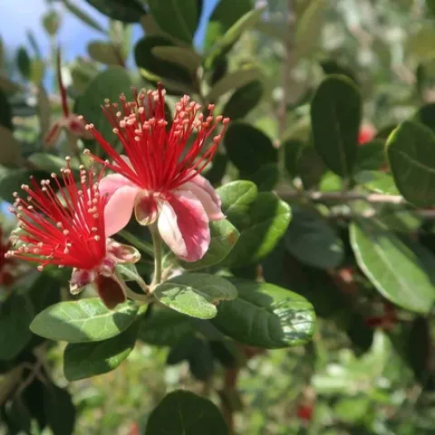 Feijoa flowers, Joe Connell