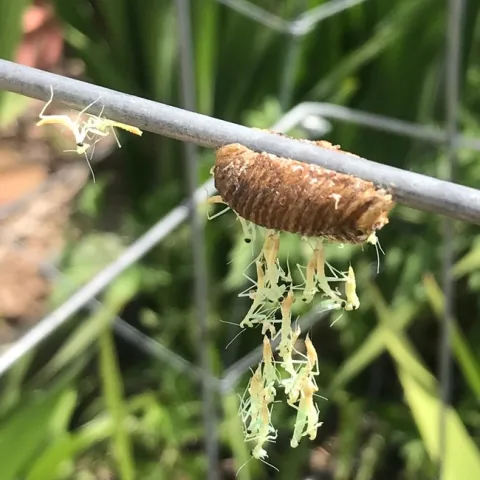 Praying Mantis Curtain. photos by Karen Metz