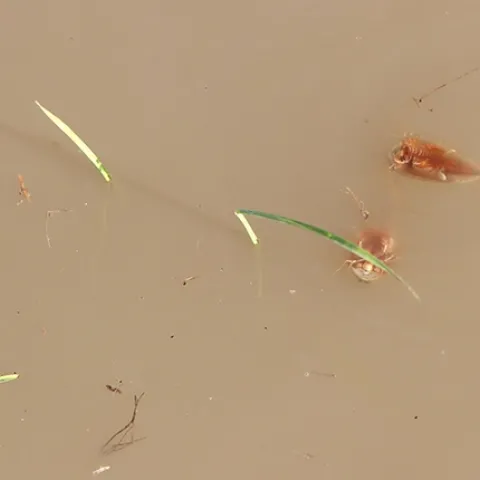 Cooperative Extension agricultural specialist Ian Grettenberger of the UC Davis Department of Entomology and Nematology has received a research grant from the California Department of Pesticide Regulation to study tadpole shrimp in rice. (Photo of tadpole shrimp by Ian Grettenberger)
