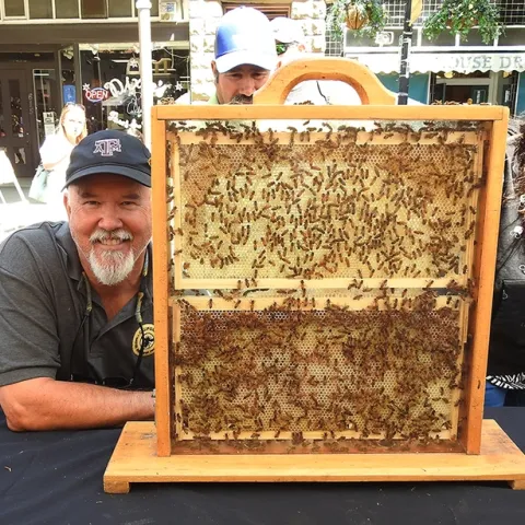 CAMBP member Peter Kritscher (pictured) of Walnut Creek brought his bee observation hive to the California Master Beekeeper Program's exhibit area. This one contained all worker bees. (Photo by Kathy Keatley Garvey)