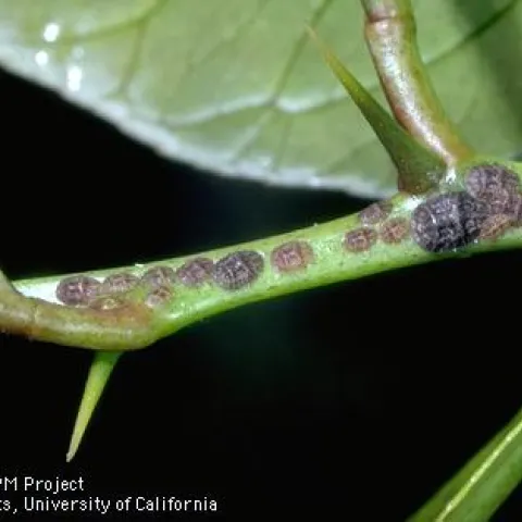 Adult black scale females and nymphs on twig.
