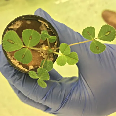 An illustration from Corlett Wood's UC Davis virtual seminar.