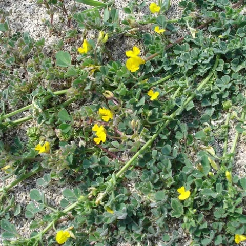 This is Medicago littoralis. Plants in the Medicago family are commonly known as medick or burclover. (Photo by Jean Tosti, photo courtesy of Wikipedia)