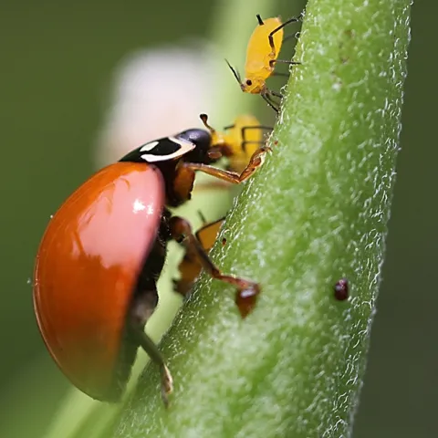 A lady beetle, aka ladybug, devouring oleander aphids. (Photo by Kathy Keatley Garvey)