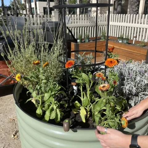 Plants in a container at the center of the garden
