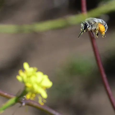 A female Habropoda miserabilis in flight at Bodega Head on May 9. This silver digger bee was heading for mustard and wild radish. (Photo by Kathy Keatley Garvey)