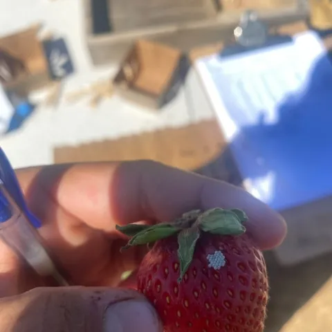 Stink bug eggs on the side of a fresh strawberry. Photo by Cole Margarite.